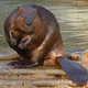 Illustration for article titled Beaver, Trollops and Drinking, Oh My!